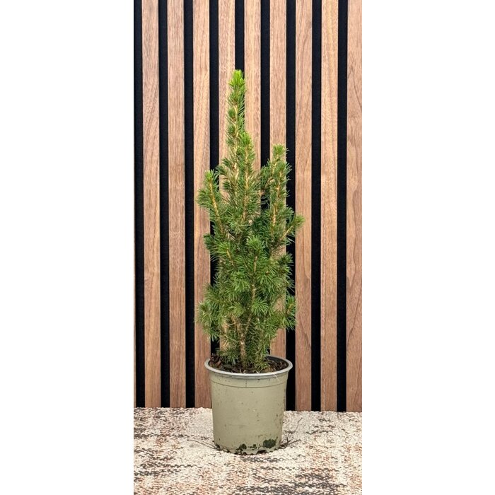 Picea g. 'Conica December' - Dwerg Spar Kerstboom P13