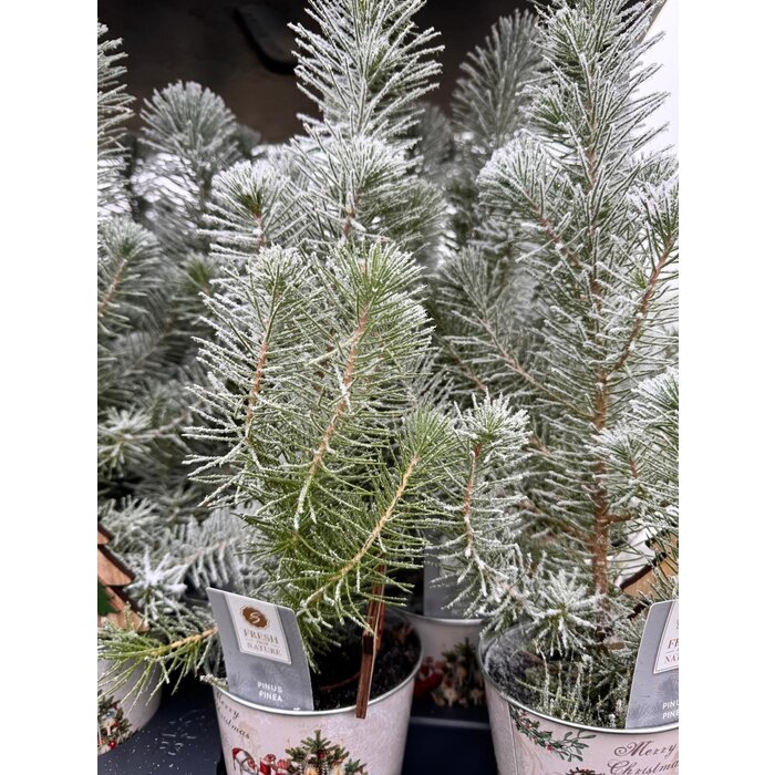 Pinus pinea 'Silver Crest' - Kerstboom met sneeuw in zinken pot P10,5