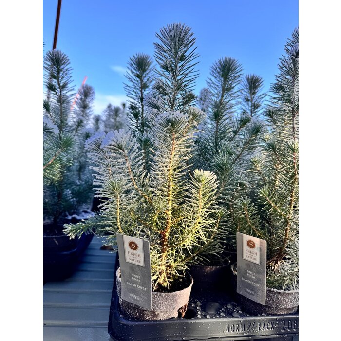 Pinus pinea 'Silver Crest' - Kerstboom met sneeuw in zinken pot P10,5