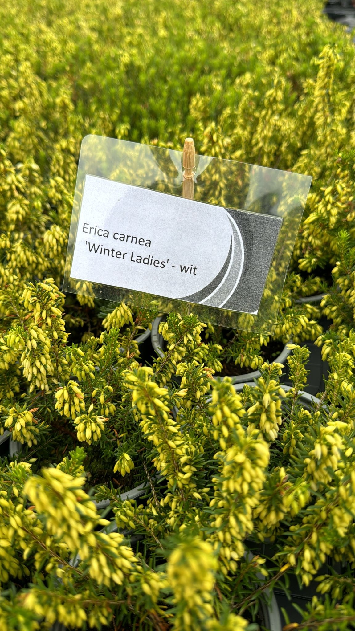 Erica carnea 'Winter Ladies' - wit P9  Erica carnea 'Winter Ladies' - wit P9