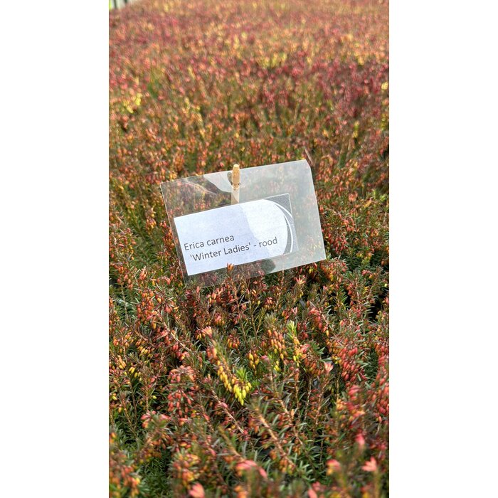 Erica carnea 'Winter Ladies' - rood P9