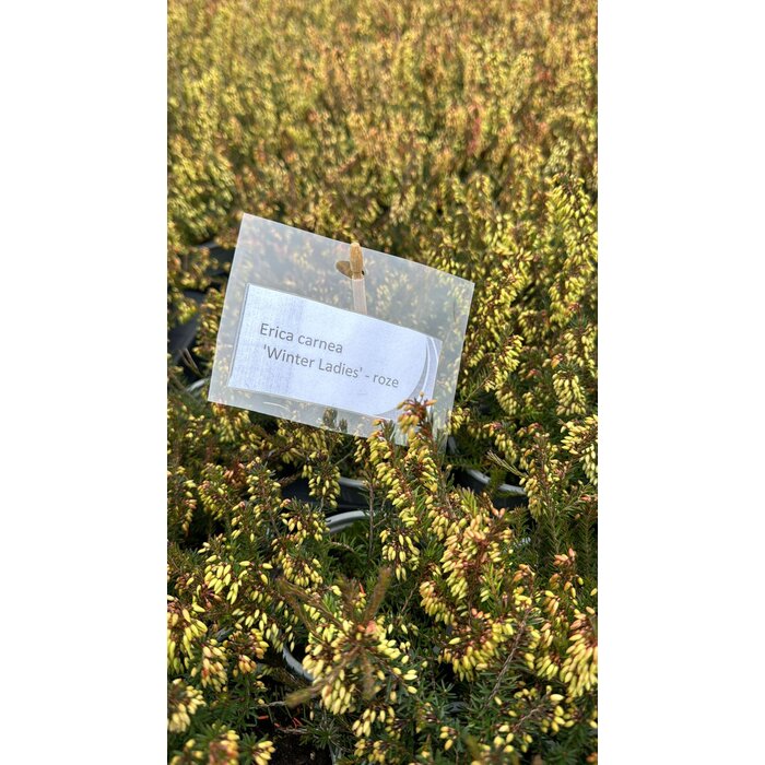 Erica carnea 'Winter Ladies' - Mix roze/wit P6