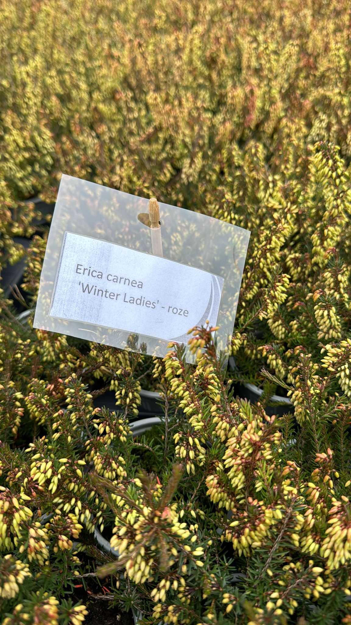 Erica carnea 'Winter Ladies' - Mix roze/wit P6