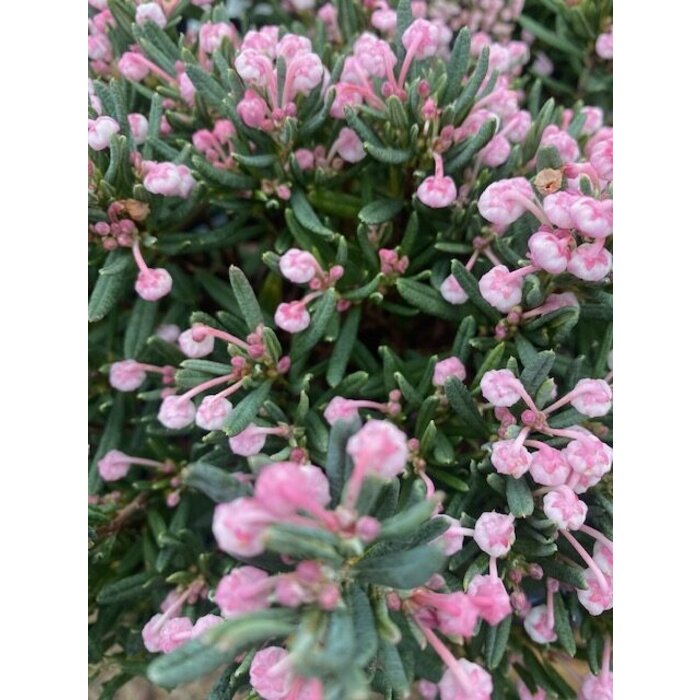 Rotsheide / Lavendelheide | Andromeda polifolia 'Blue Ice' P9,5