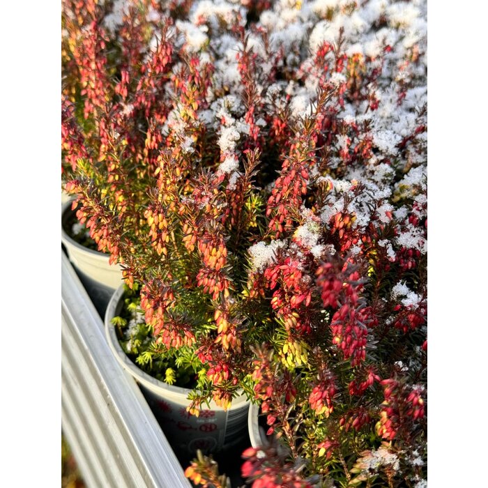 Erica carnea 'Winter Ladies' - rood P9