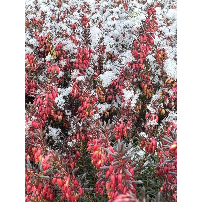 Erica carnea 'Winter Ladies' - rood P9