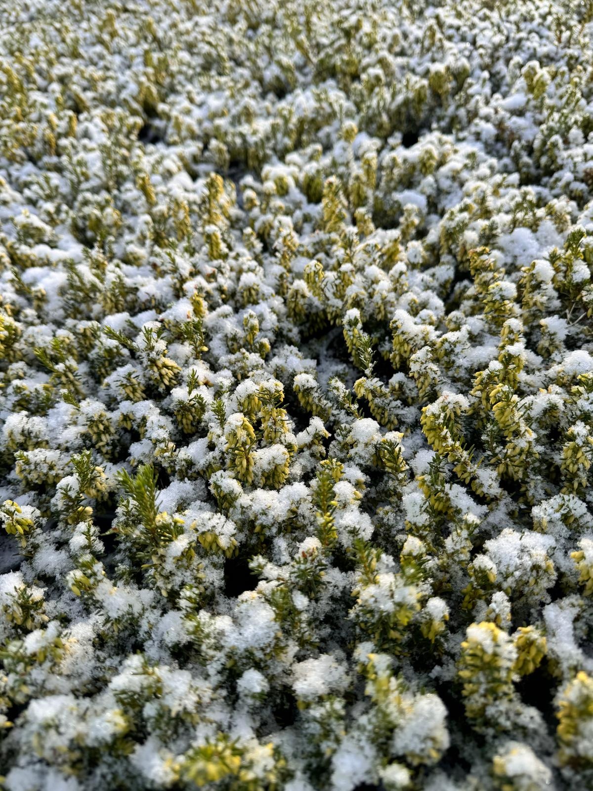 Erica carnea 'Winter Ladies' - wit P9  Erica carnea 'Winter Ladies' - wit P9