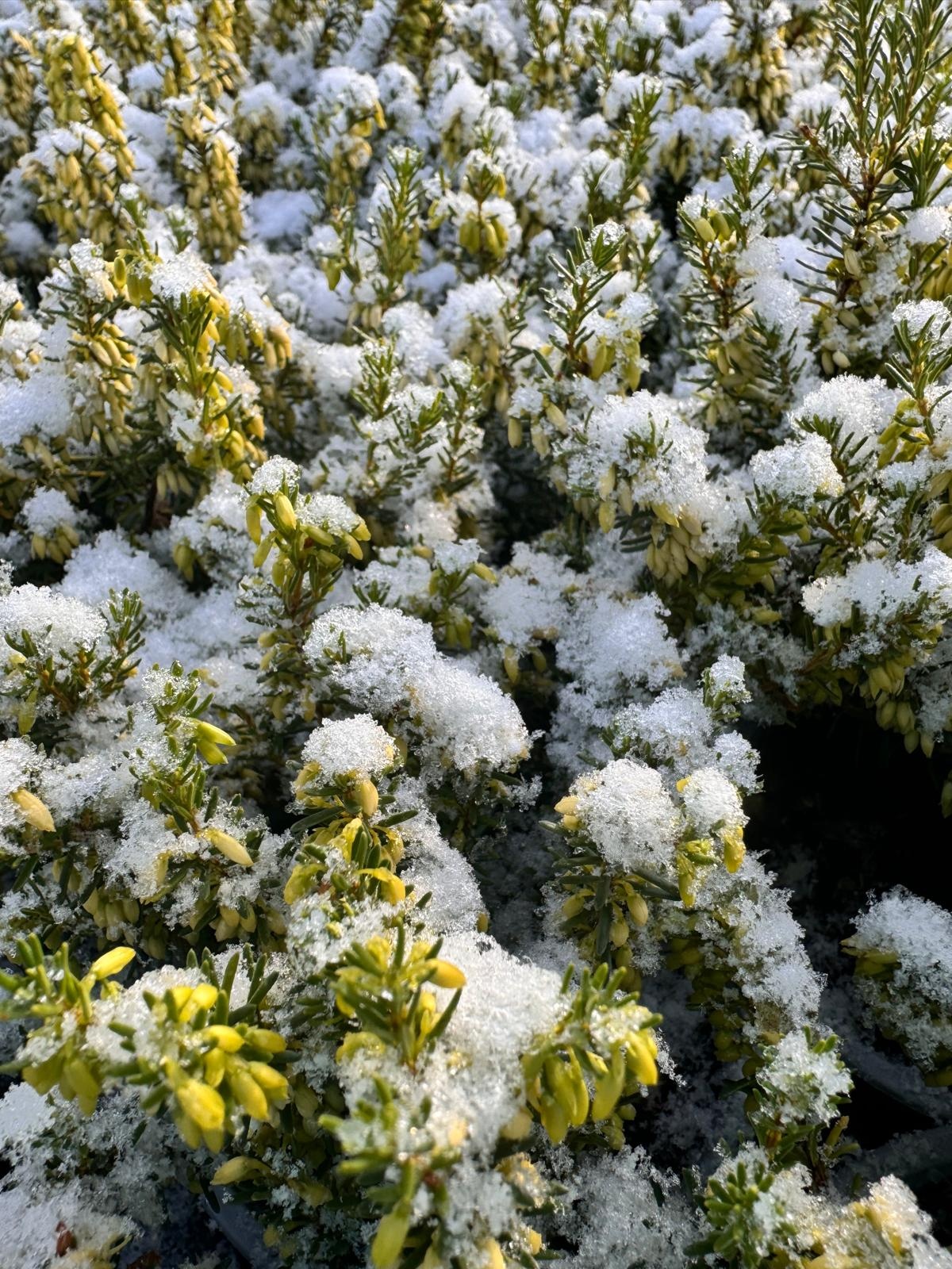 Erica carnea 'Winter Ladies' - wit P9  Erica carnea 'Winter Ladies' - wit P9