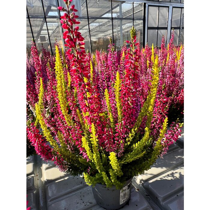 Struikheide | Calluna vulgaris 'Beauty Lady's Trio' P12 Struikheide | Calluna vulgaris 'Beauty Lady's Trio' P12