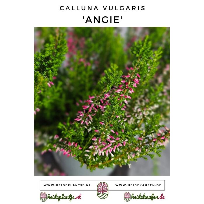 Struikheide | Calluna vulgaris. 'Angie' P10,5 Struikheide | Calluna vulgaris. 'Angie' P10,5