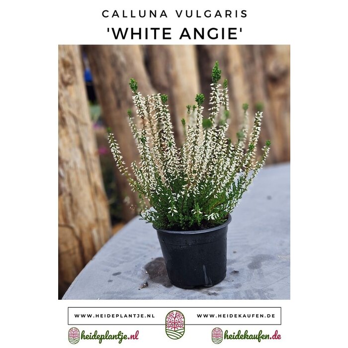 Struikheide | Calluna vulgaris. 'White Angie' P10,5 Struikheide | Calluna vulgaris. 'White Angie' P10,5