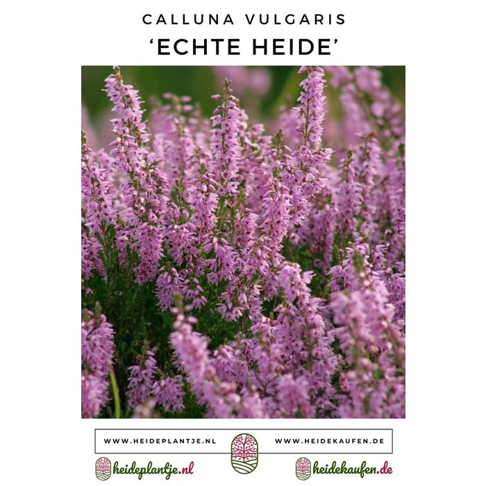 Calluna vulgaris (echte heide) P9