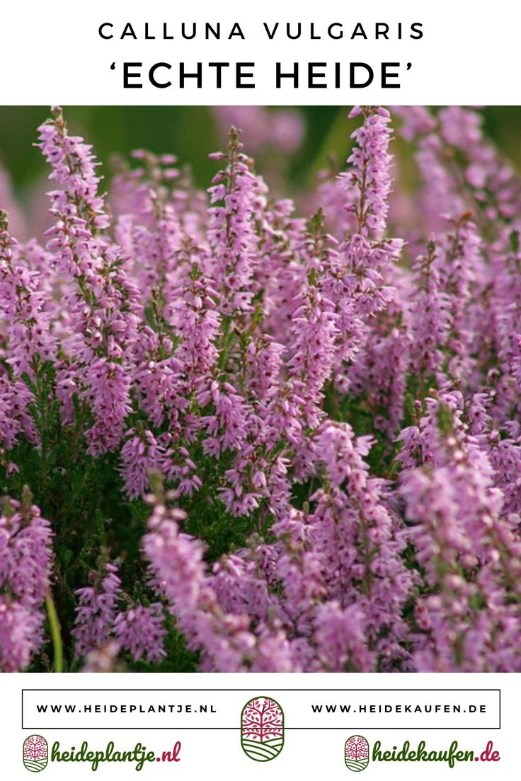 Calluna vulgaris (echte heide) P9