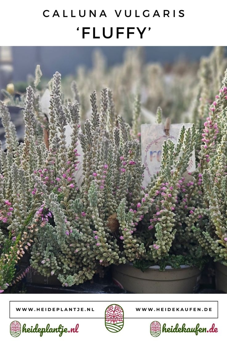 Struikheide | Calluna vulgaris. 'Fluffy' P11  Struikheide | Calluna vulgaris. 'Fluffy' P11