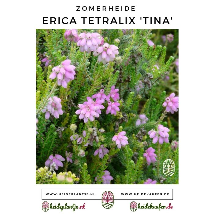 Zomerheide | Erica tetralix 'Tina' P10,5 Zomerheide | Erica tetralix 'Tina' P10,5