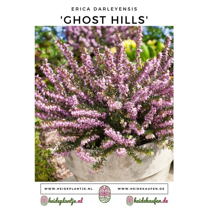 Winterheide | Erica darleyensis. 'Ghost Hills' P10,5