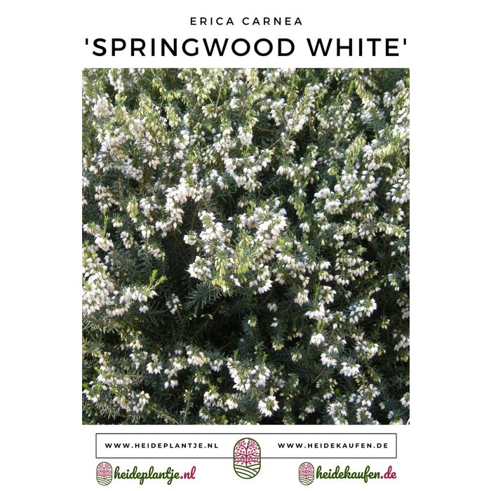 Winterheide | Erica carnea. 'Springwood White' P10,5