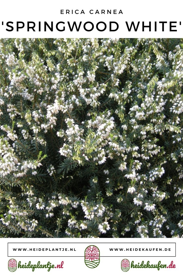 Winterheide | Erica carnea. 'Springwood White' P9.5