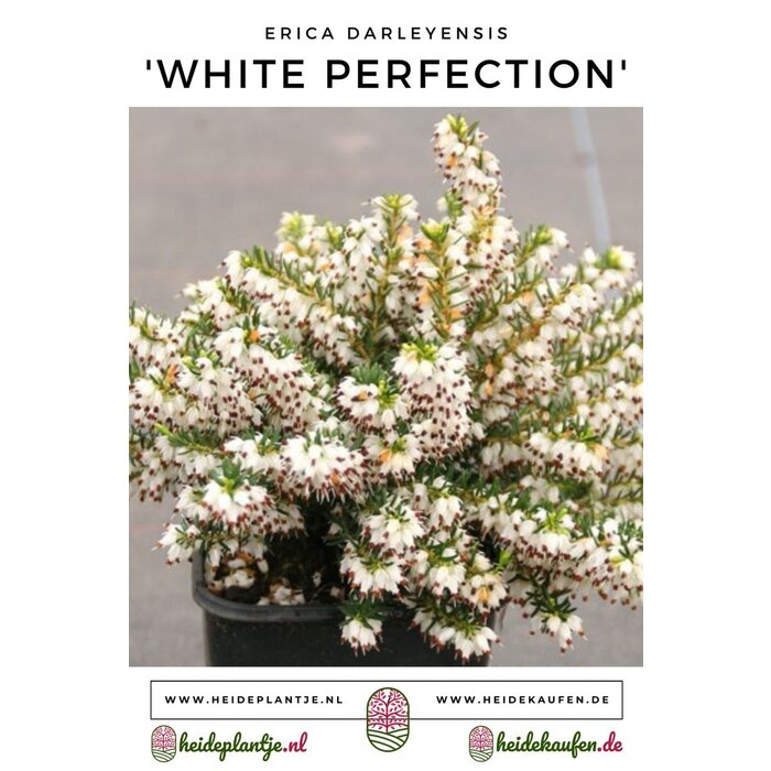 Winterheide | Erica darleyensis 'White Perfection' P10,5