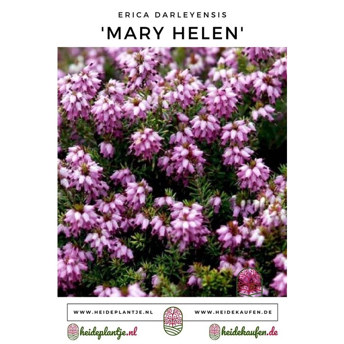 Winterheide | Erica darleyensis. 'Mary Helen' P9,5 Winterheide | Erica darleyensis. 'Mary Helen' P9,5