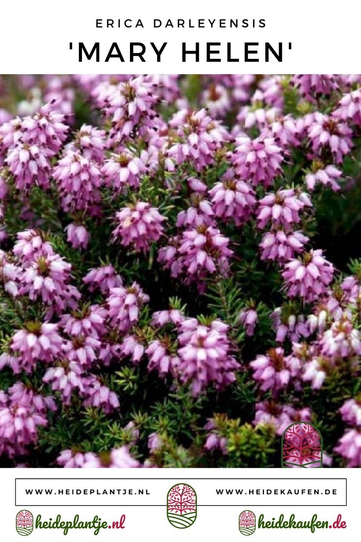 Winterheide | Erica darleyensis. 'Mary Helen' P9,5  Winterheide | Erica darleyensis. 'Mary Helen' P9,5