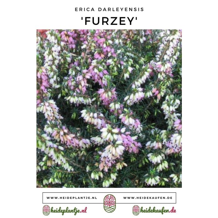 Winterheide | Erica darleyensis. 'Furzey' P10,5