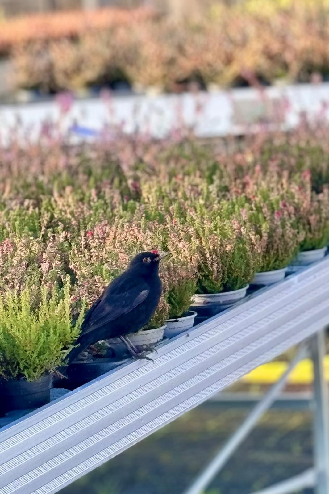 Struikheide | Calluna vulgaris. 'Dark Beauty' P10,5  Struikheide | Calluna vulgaris. 'Dark Beauty' P10,5