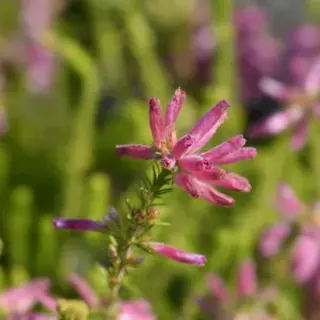 Erica verticillata - 'Afrikaanse' heide P9,5