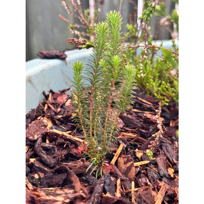 Erica verticillata - 'Afrikaanse' heide P9,5