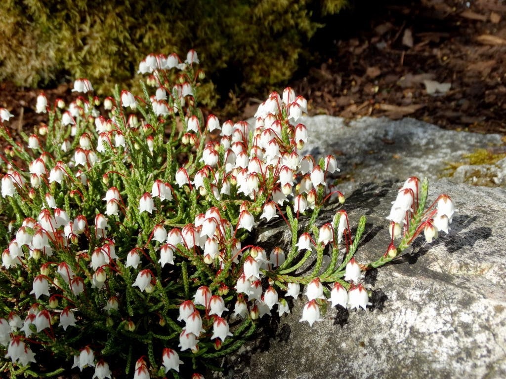 Cassiope 'Bearsden - Bergheide P9,5  Cassiope 'Bearsden - Bergheide P9,5