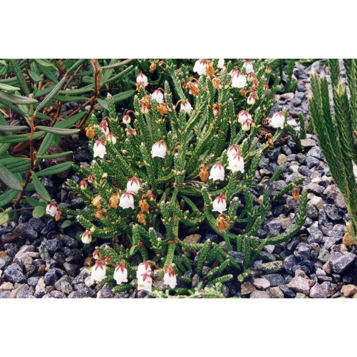 Cassiope 'Bearsden - Bergheide P9,5 Cassiope 'Bearsden - Bergheide P9,5