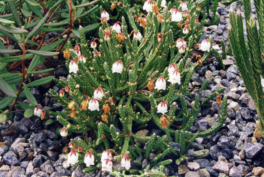 Cassiope 'Bearsden - Bergheide P9,5  Cassiope 'Bearsden - Bergheide P9,5
