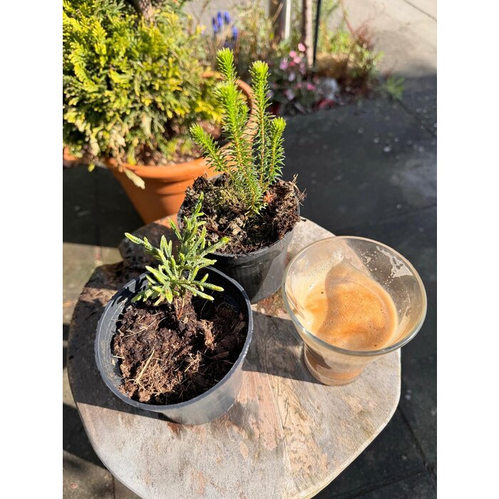 Cassiope 'Bearsden - Bergheide P9,5 Cassiope 'Bearsden - Bergheide P9,5