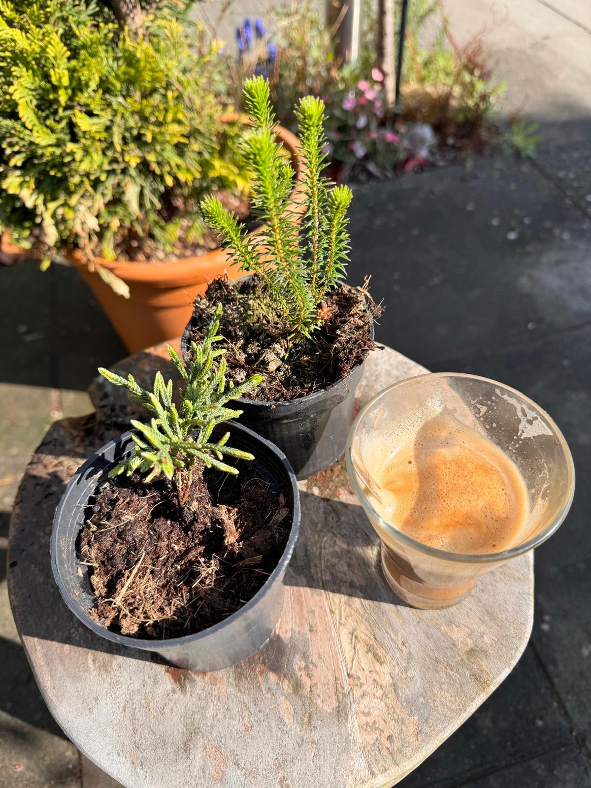 Cassiope 'Bearsden - Bergheide P9,5  Cassiope 'Bearsden - Bergheide P9,5