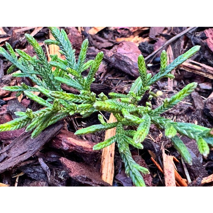 Cassiope 'Bearsden - Bergheide P9,5 Cassiope 'Bearsden - Bergheide P9,5