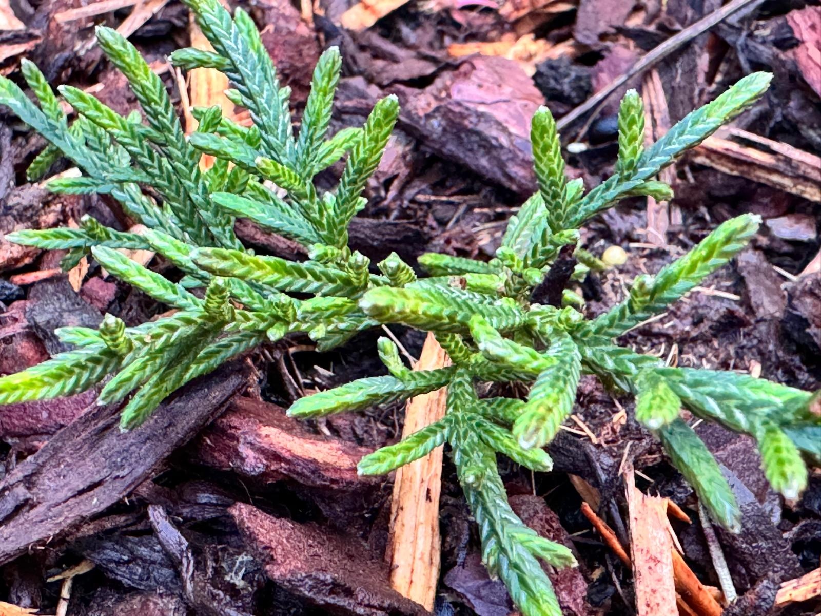 Cassiope 'Bearsden - Bergheide P9,5  Cassiope 'Bearsden - Bergheide P9,5