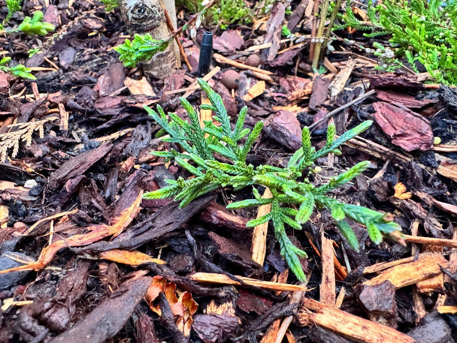 Cassiope 'Bearsden - Bergheide P9,5  Cassiope 'Bearsden - Bergheide P9,5