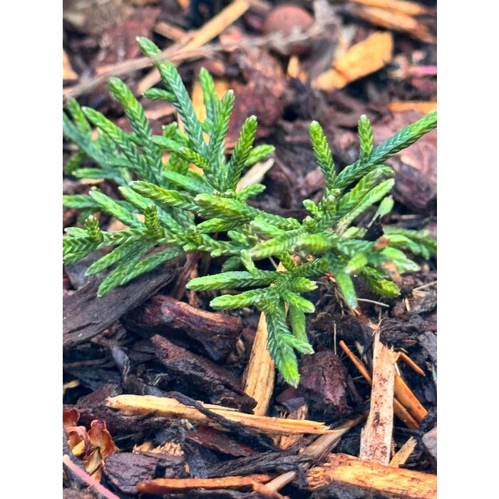 Cassiope 'Bearsden - Bergheide P9,5 Cassiope 'Bearsden - Bergheide P9,5