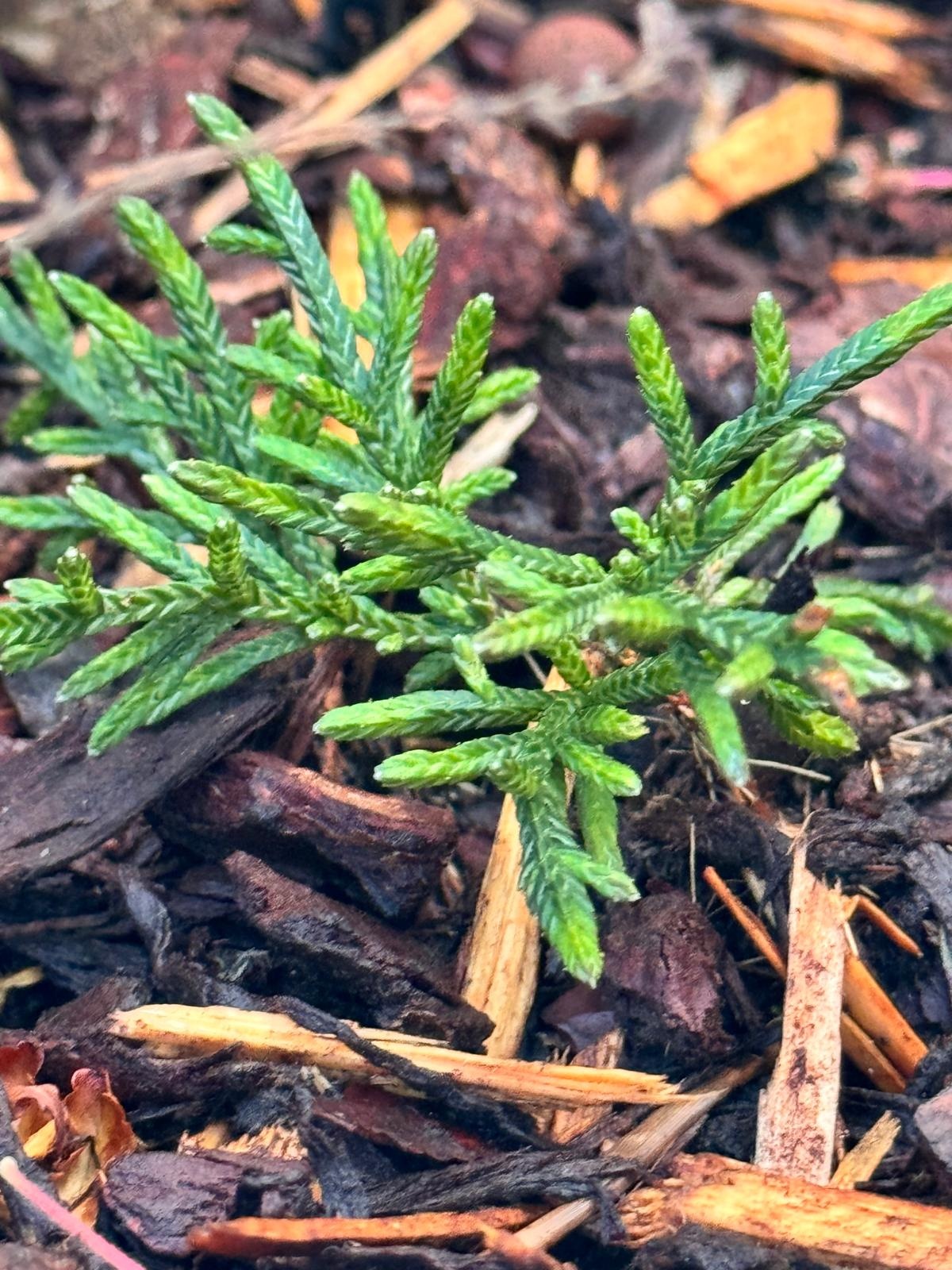 Cassiope 'Bearsden - Bergheide P9,5  Cassiope 'Bearsden - Bergheide P9,5