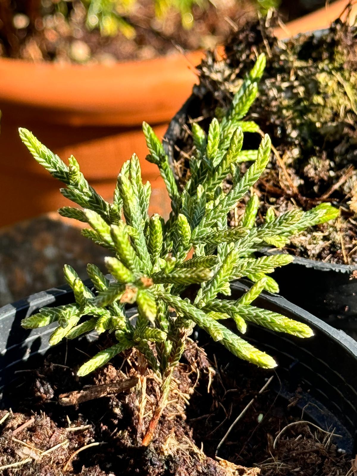 Cassiope 'Bearsden - Bergheide P9,5  Cassiope 'Bearsden - Bergheide P9,5