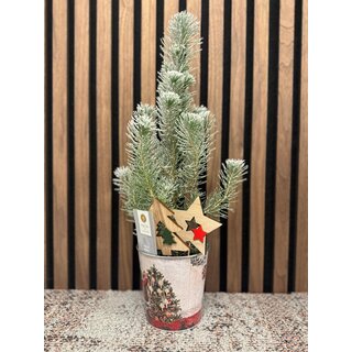 Pinus pinea 'Silver Crest' - Kerstboom met sneeuw in zinken pot P10,5