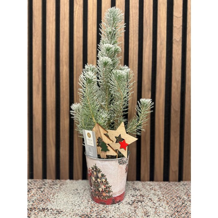 Pinus pinea 'Silver Crest' - Kerstboom met sneeuw in zinken pot P10,5