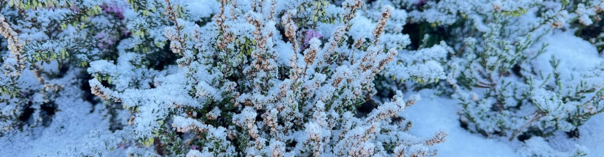 Welke plant is mooi in de winter?