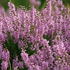 Zijn heide en struikheide dezelfde plant?