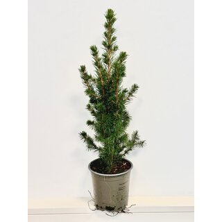 Picea g. 'Conica December' - dwerg Spar P13