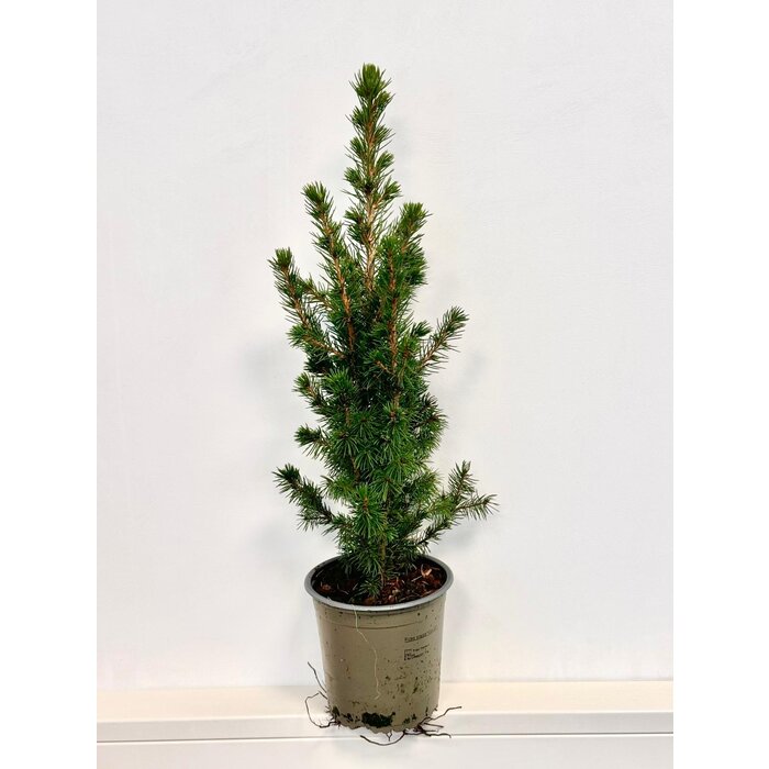 Picea g. 'Conica December' - dwerg Spar P13