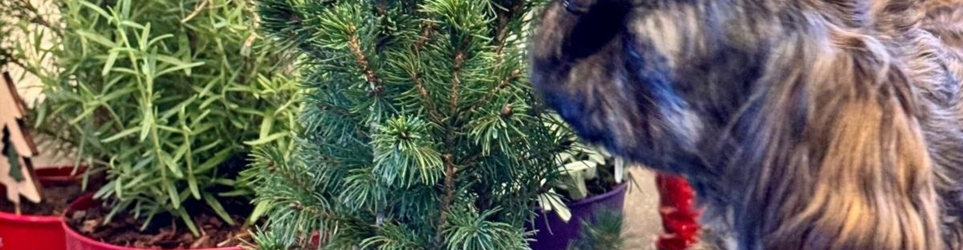 Vrolijke soorten mini kerstboompjes, voor binnen en buiten!