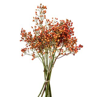 Rozenbottel takken - 35cm, oranje bes