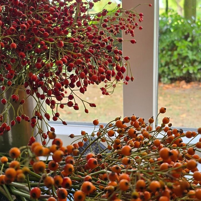 Rozenbottel takken - 35cm, rode bes