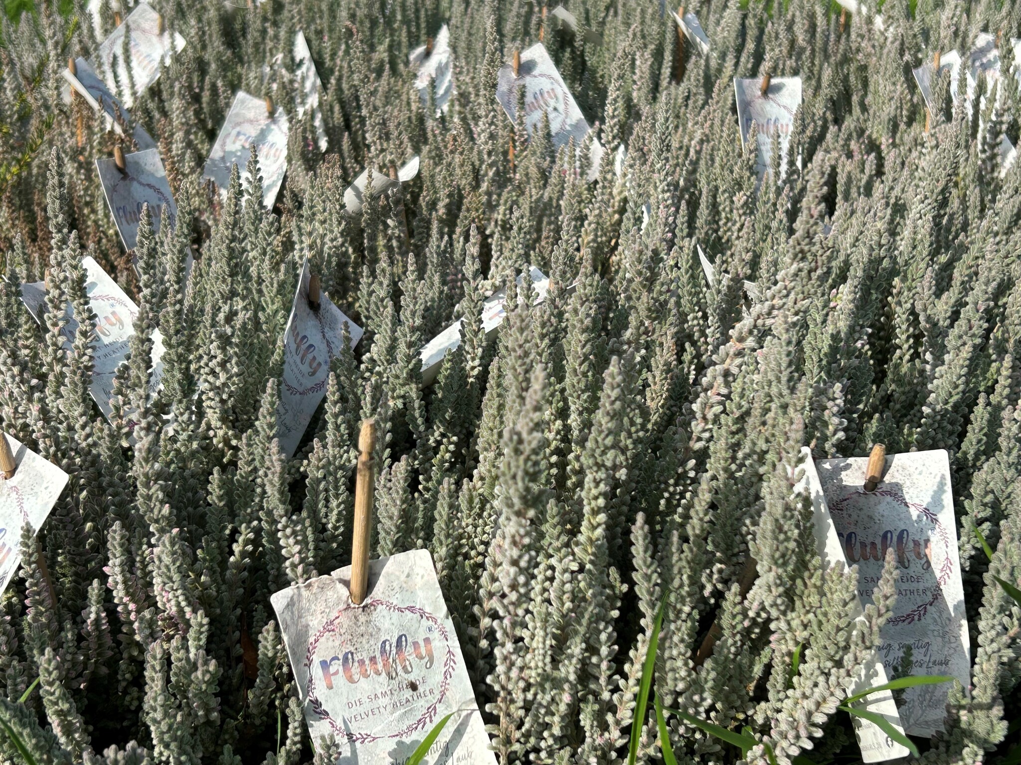Struikheide | Calluna vulgaris. 'Fluffy' P6  Struikheide | Calluna vulgaris. 'Fluffy' P6